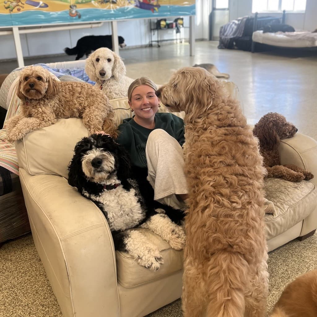 Team member surrounded by dogs in the indoor daycare lounge
