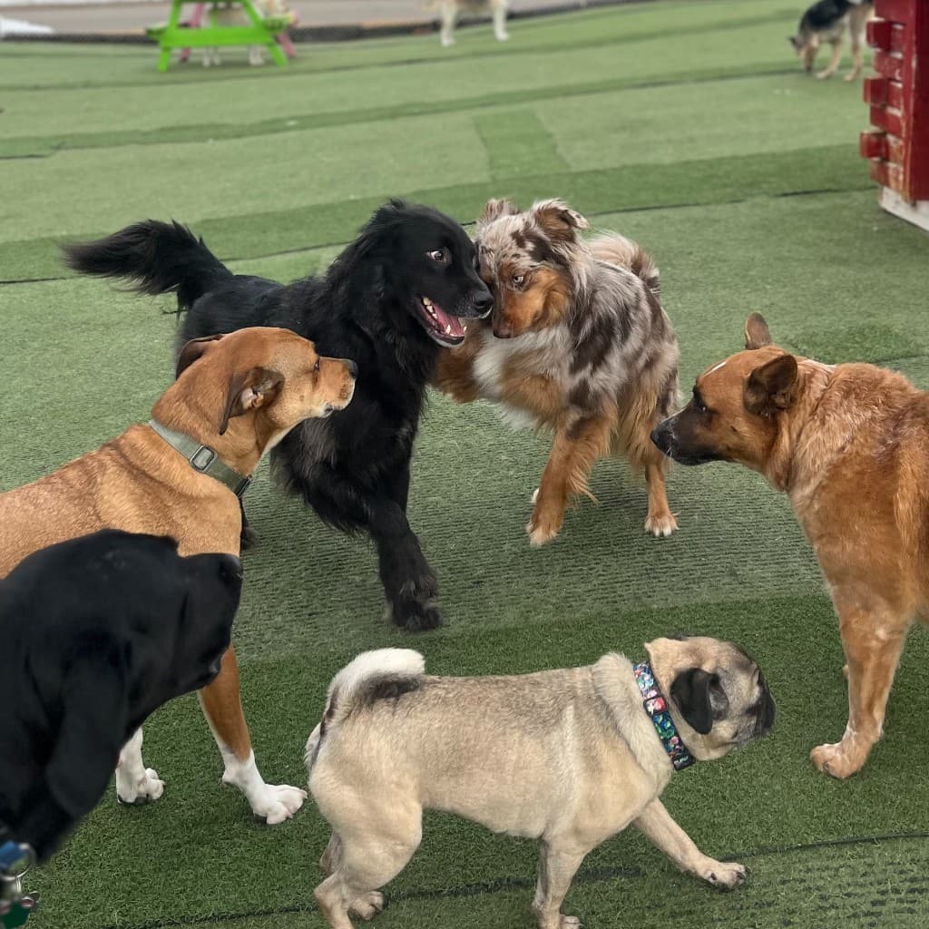 Dogs socializing in outdoor turf play area