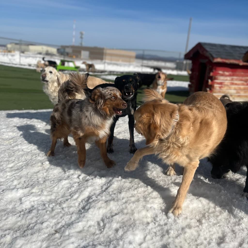 Dogs playing together in snowy outdoor yard