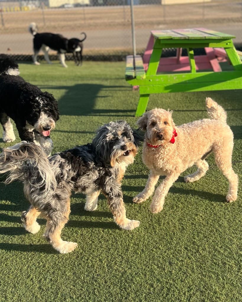 Small dogs interacting in sunny outdoor play area