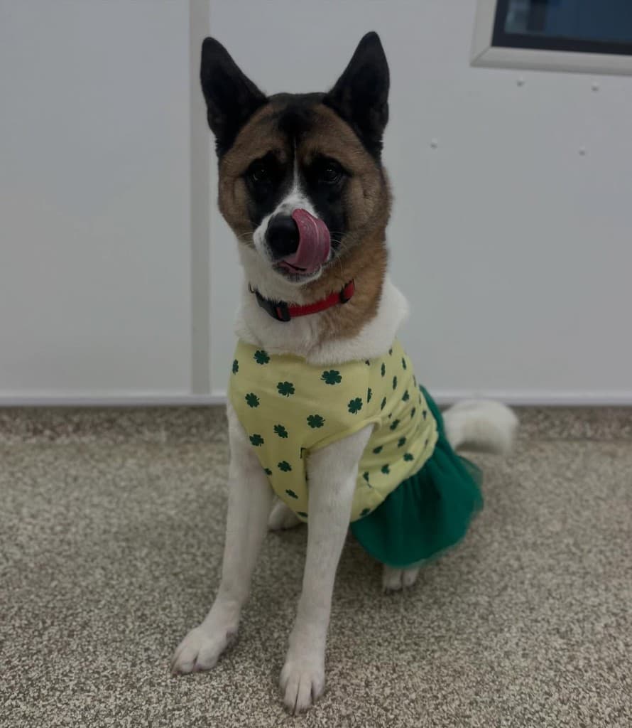 Akita dog in festive outfit indoors