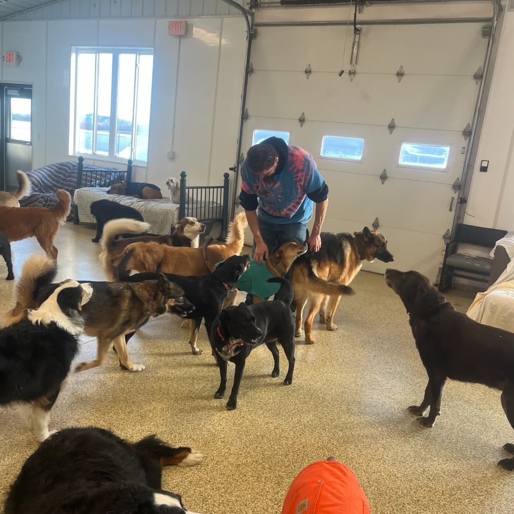 Indoor supervised group play with multiple dogs and team member