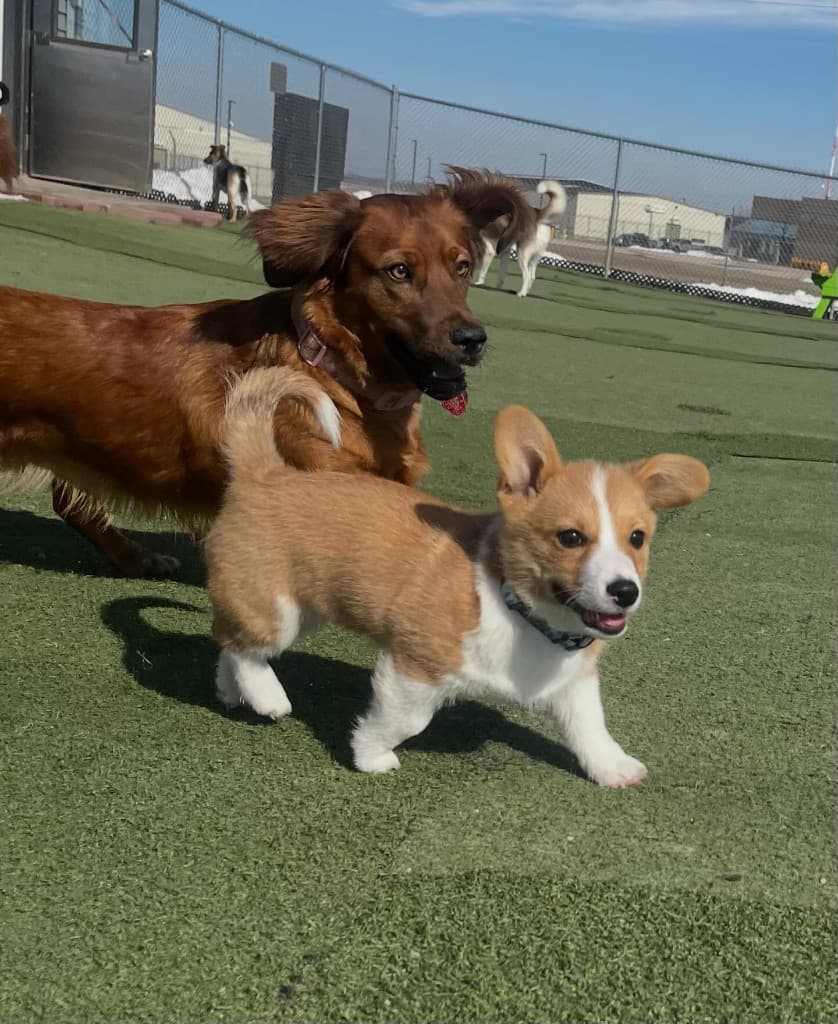 Puppy socializing in the outdoor supervised play space
