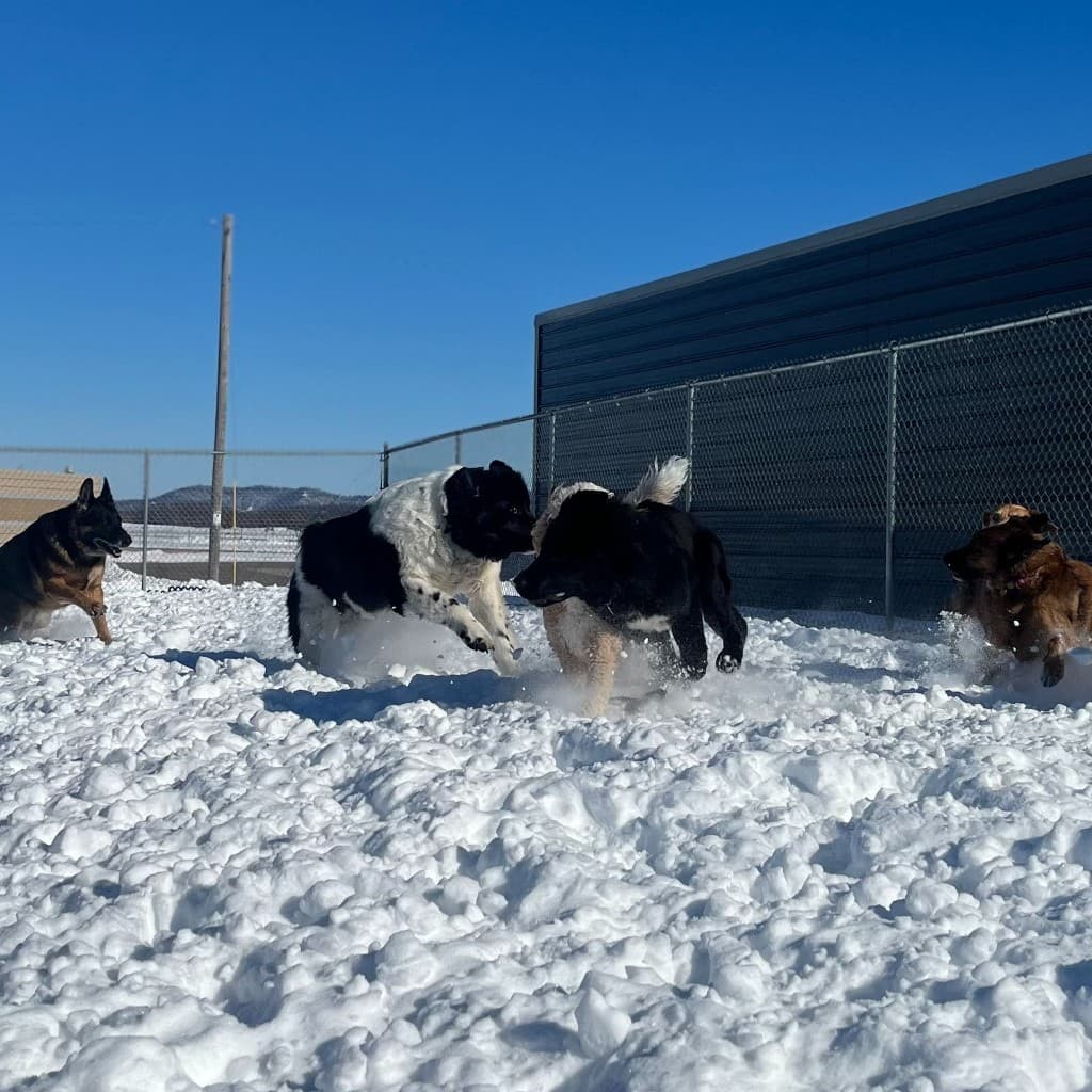 Dogs socializing and playing in Diggity Dog Daycare outdoor yard