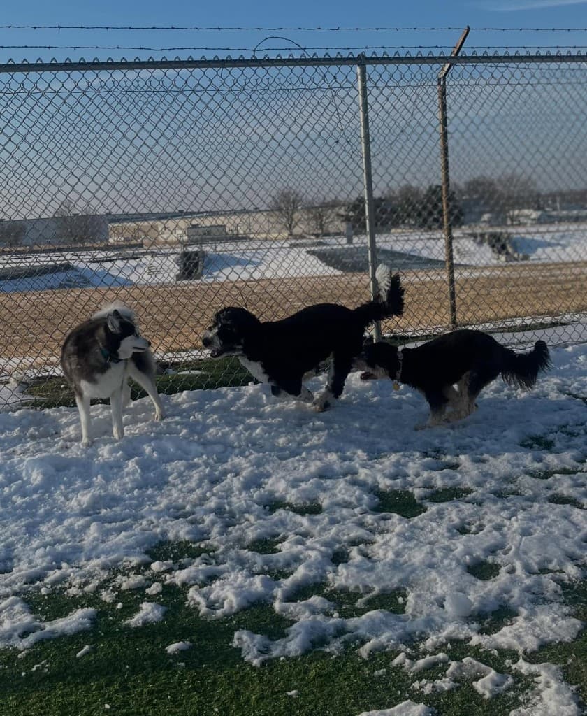 Dogs running and playing together in snow-covered yard