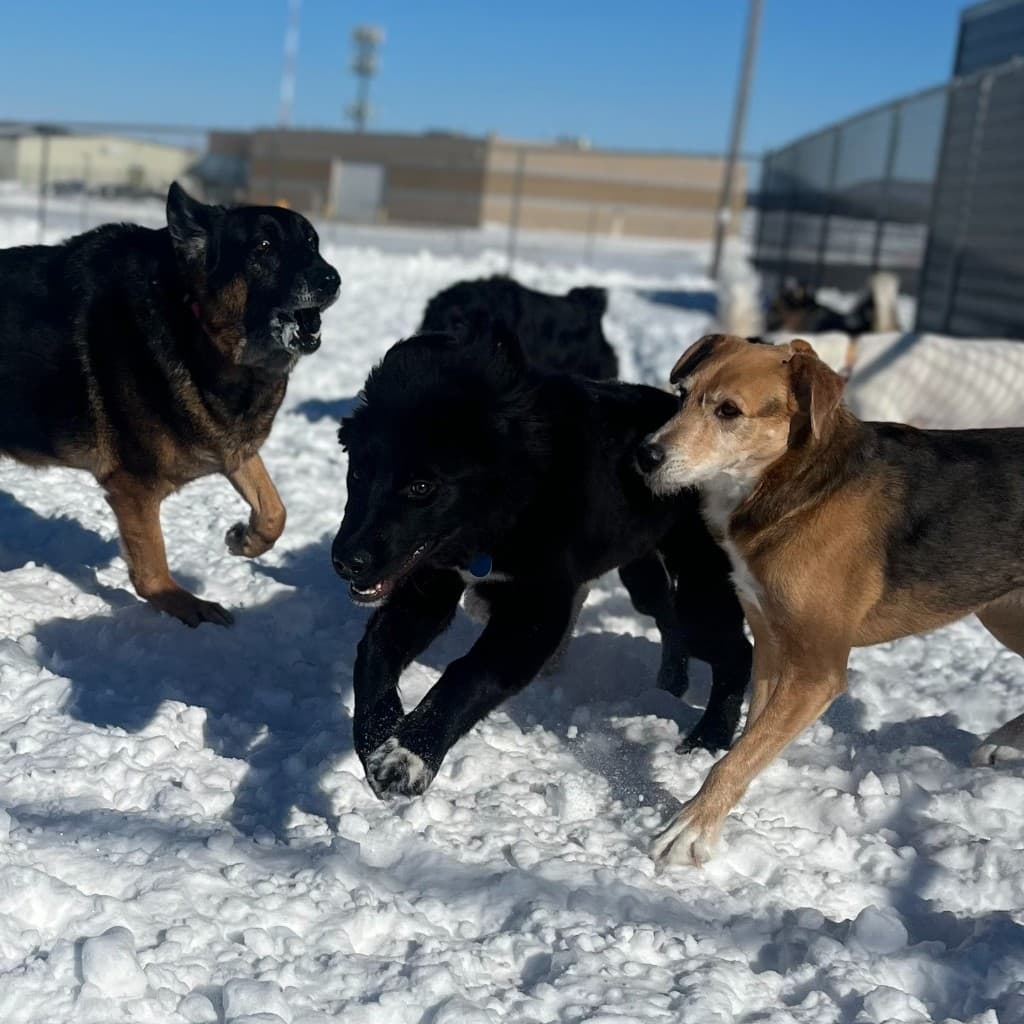 Group of dogs enjoying winter outdoor activity space