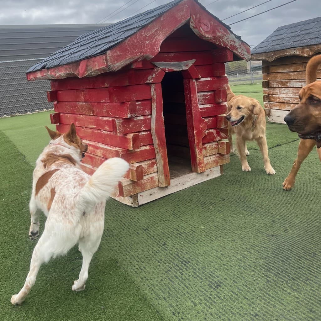 Dogs enjoying active supervised outdoor play together