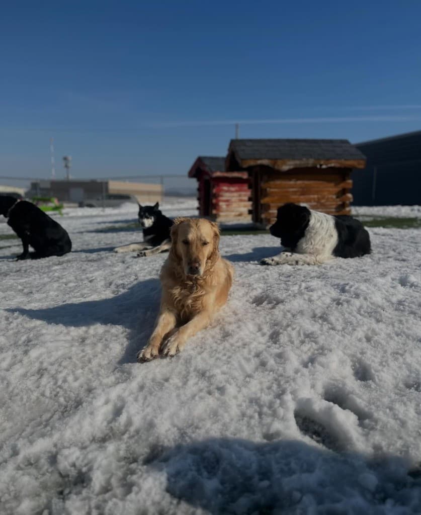 Dogs resting comfortably in a calm area near bungalow spaces