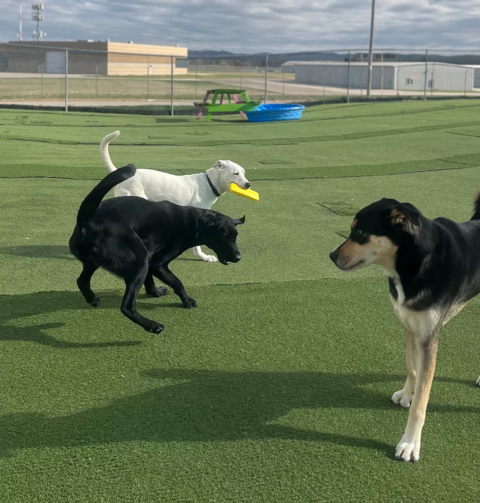 Dogs socializing in open turf area during daytime play