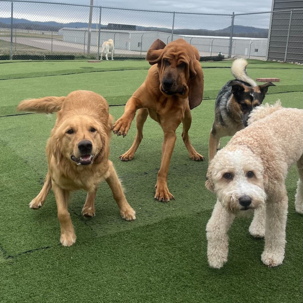 Two dogs engaging in healthy social play outdoors