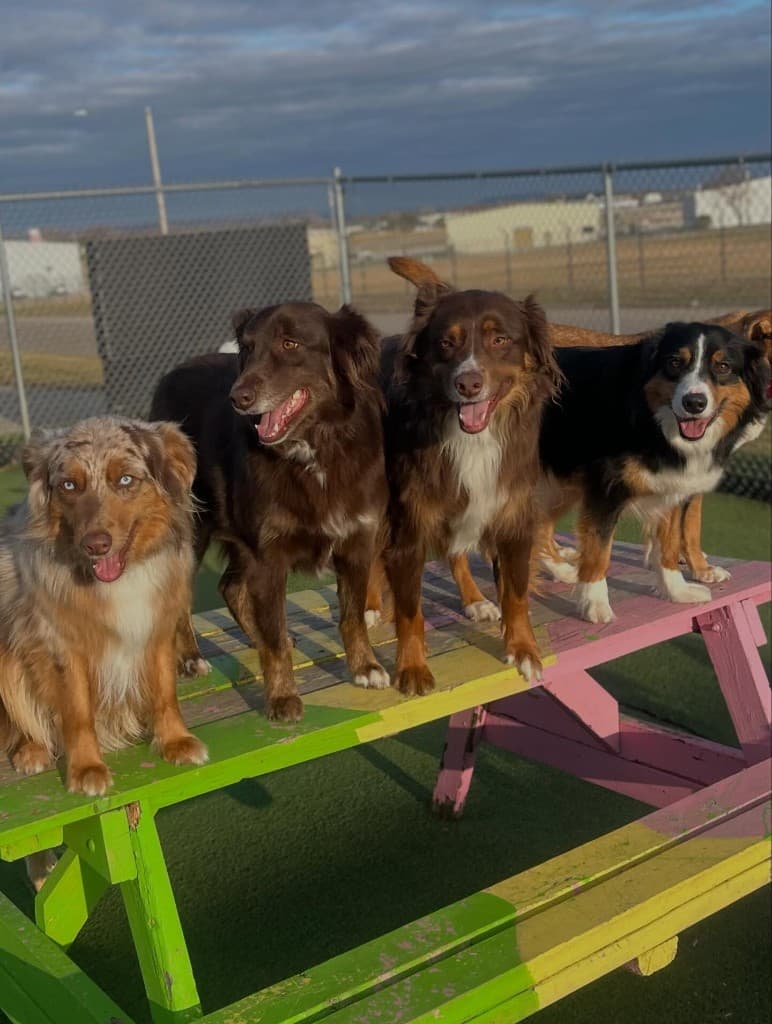 Dogs in supervised group setting at Diggity Dog Daycare