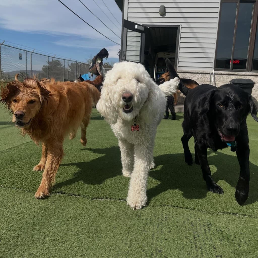Pack of dogs in active supervised social group