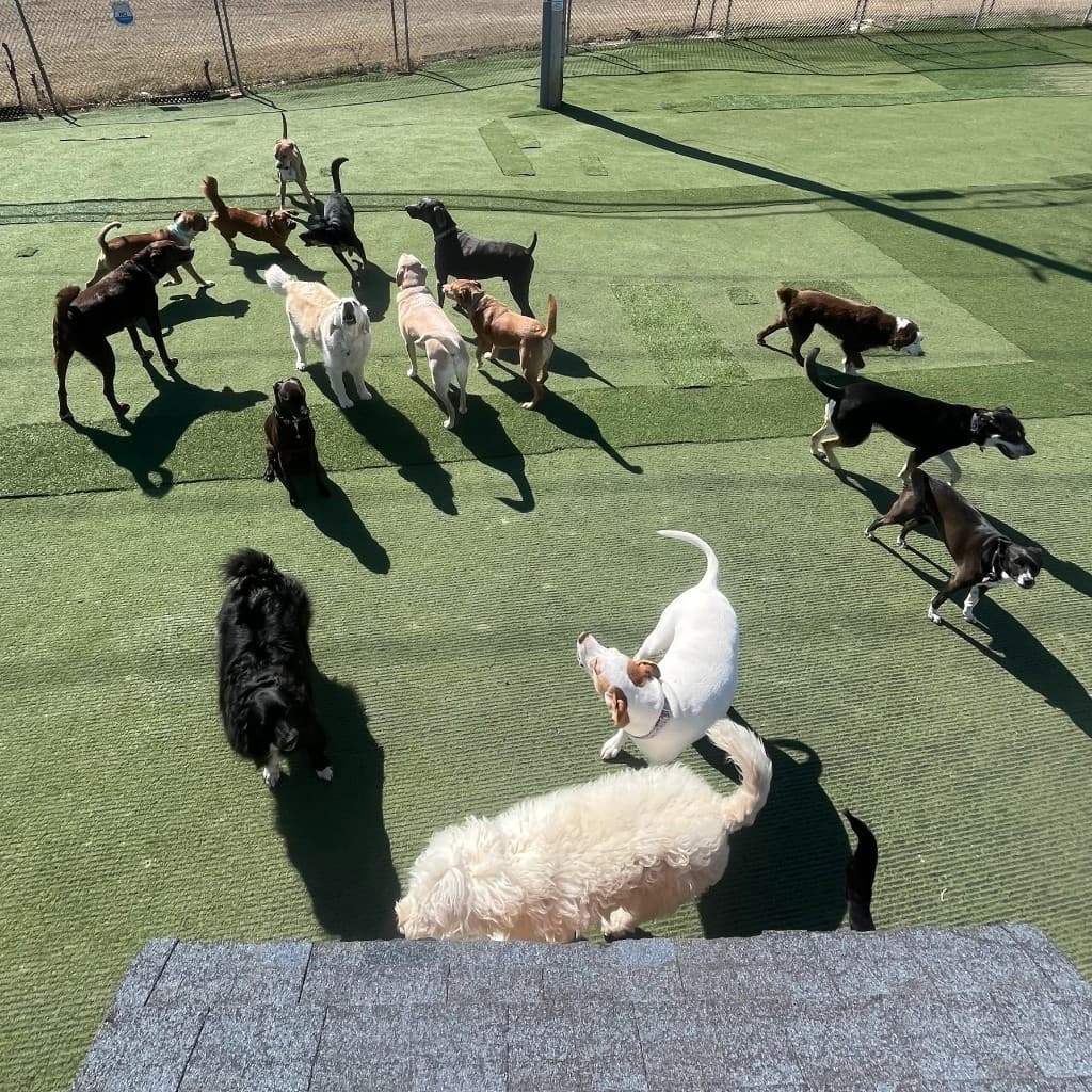 Dogs socializing in a structured outdoor play environment