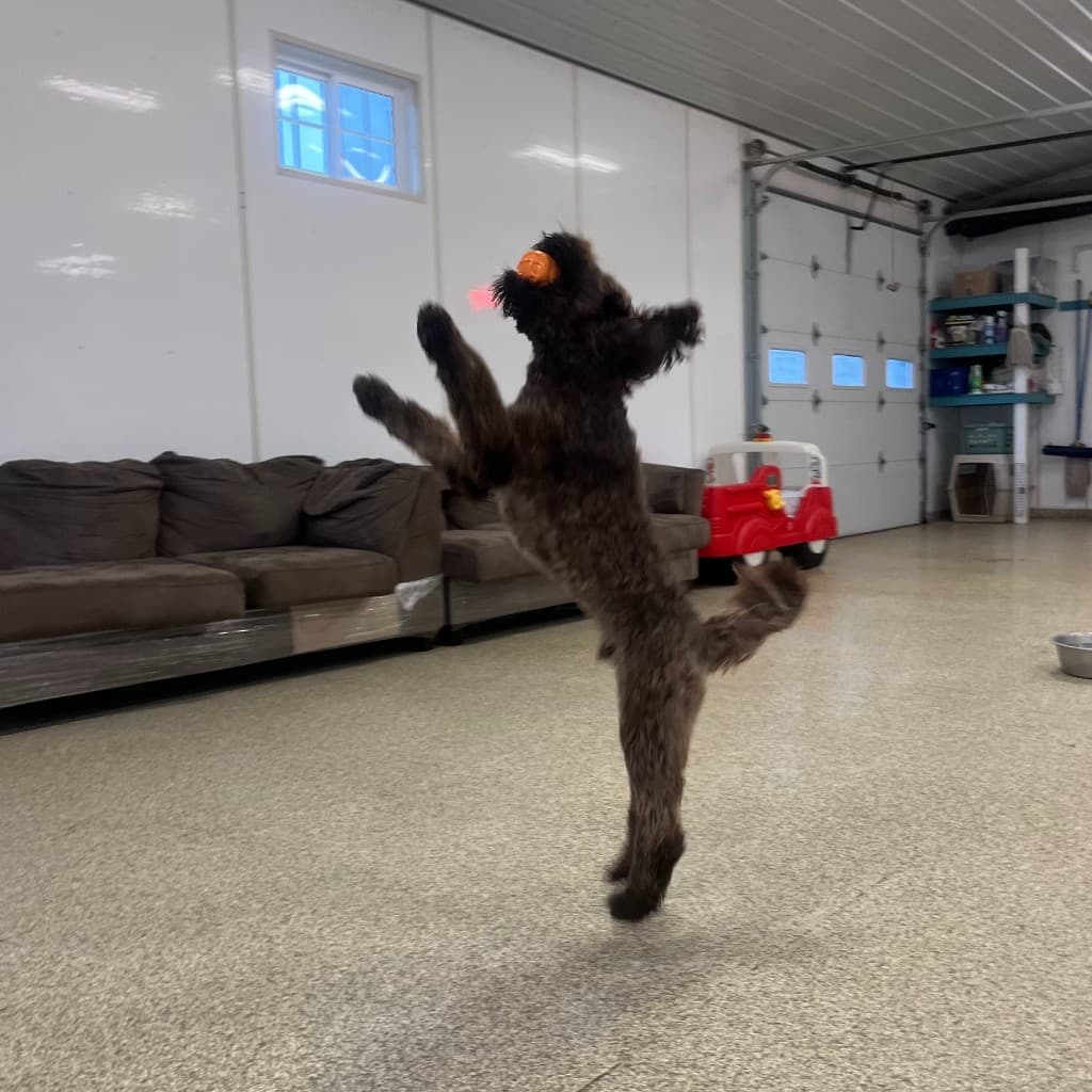 Dog engaging in indoor enrichment activity in clean play room