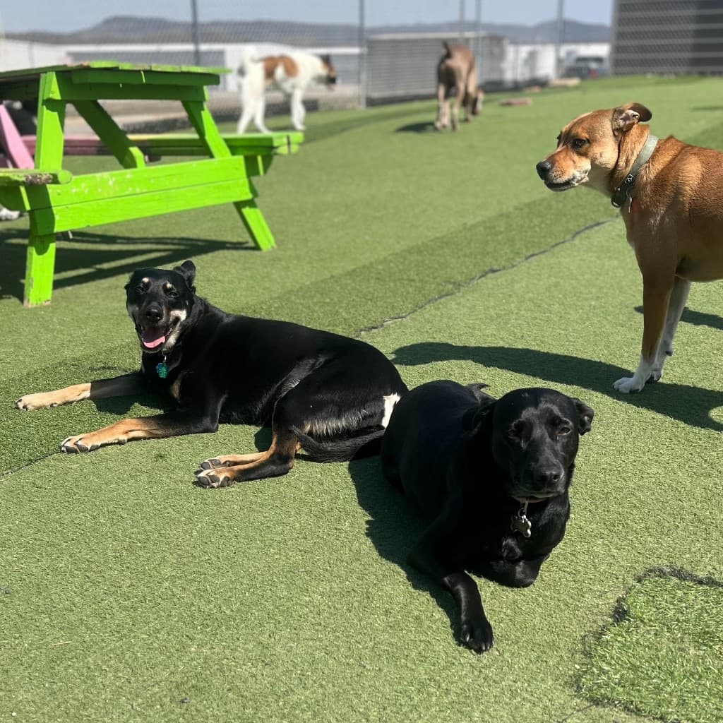 Overview of supervised dogs in large outdoor turf area