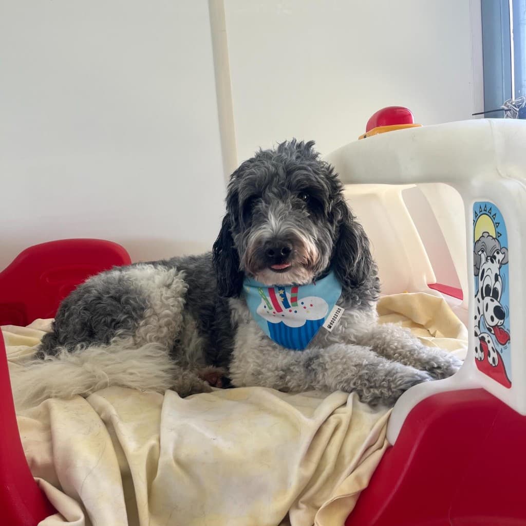 Dog resting in clean comfortable recovery space