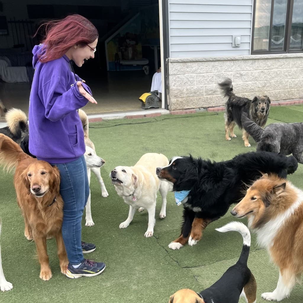 Team member supervising dogs in outdoor social area