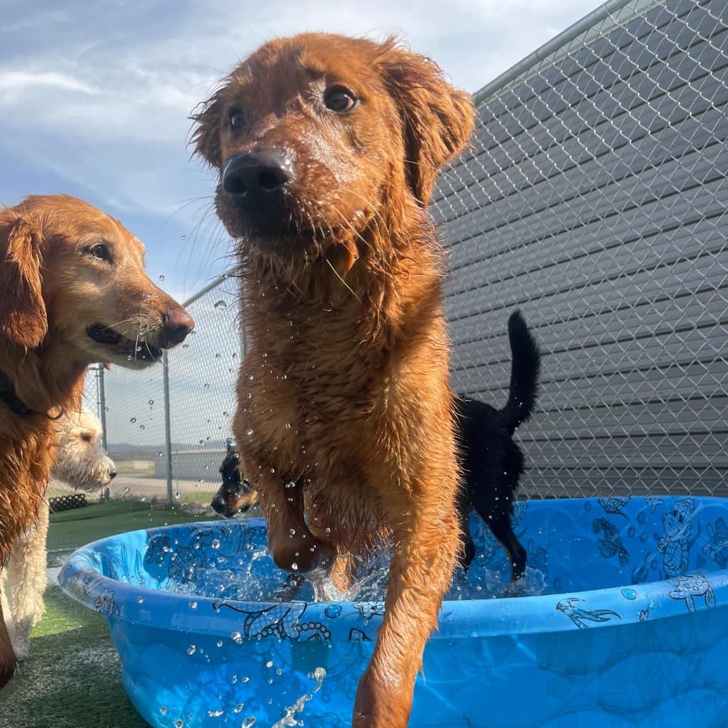 Dogs participating in supervised water play activity