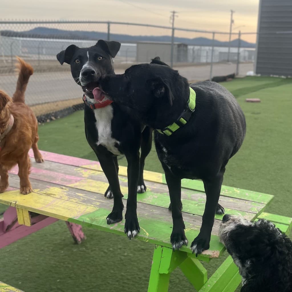 Dog Boarding