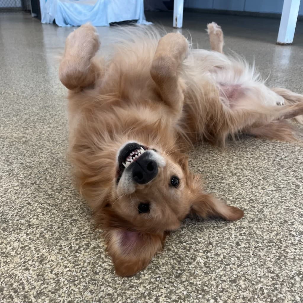 Happy dogs in supervised daycare play groups.
