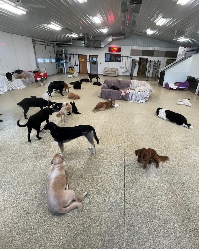 Dogs relaxing and socializing in a supervised indoor daycare setting.