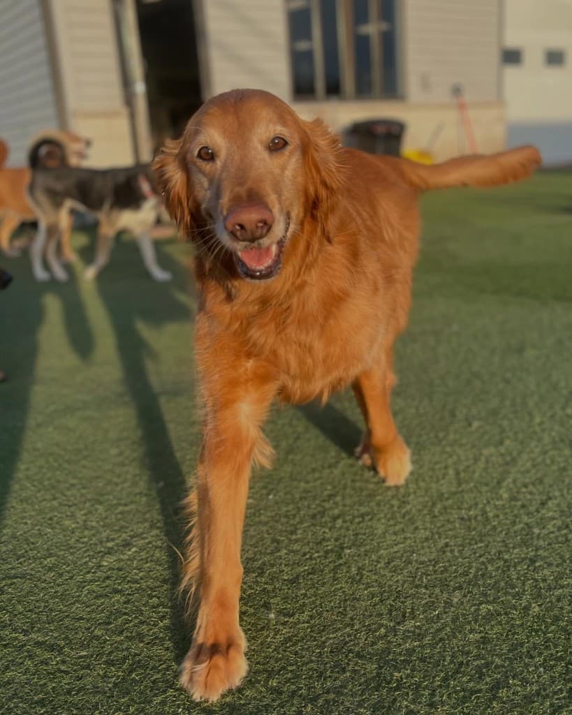 Happy dog during a supervised care day.