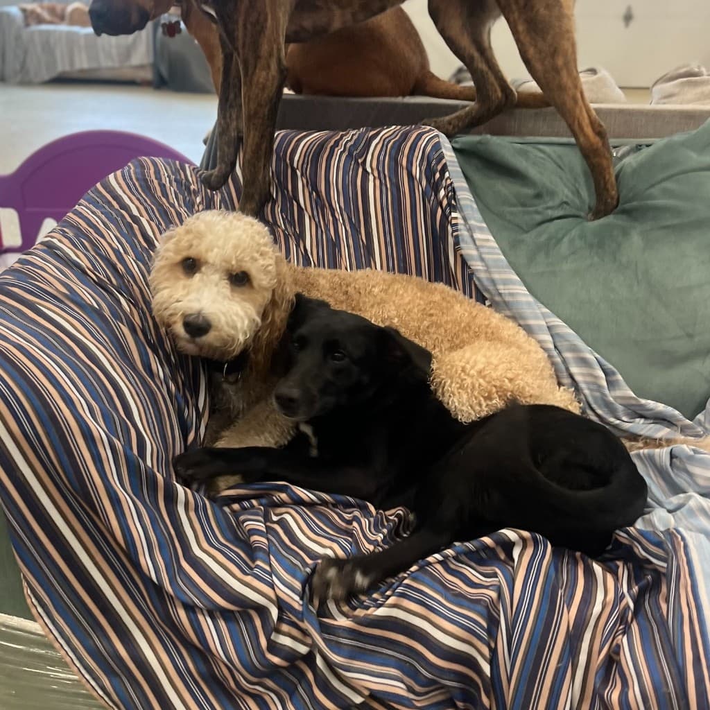 Dog Training
