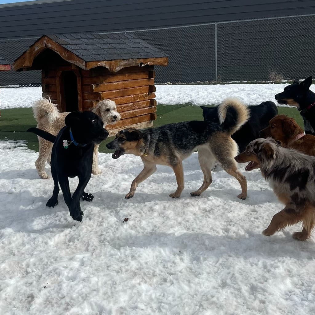 Dogs socializing in supervised boarding and play environments.