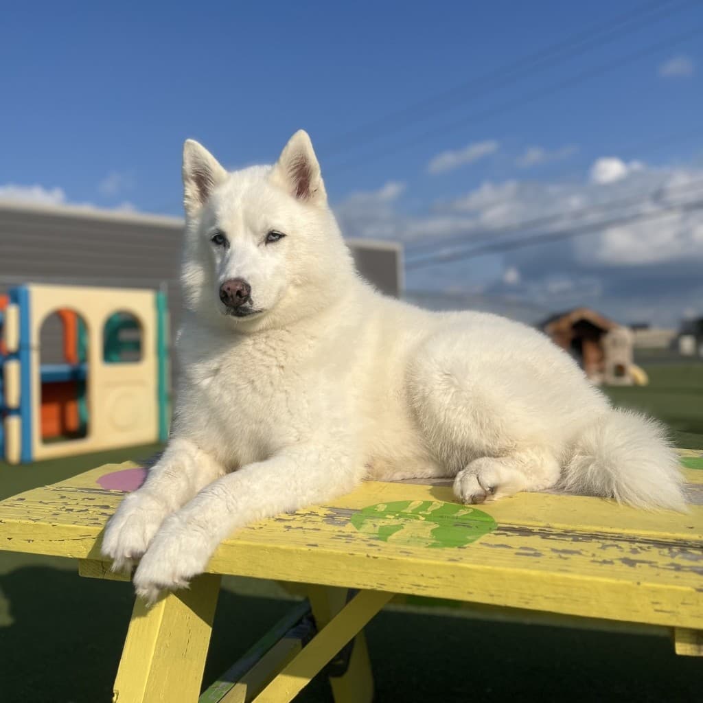 White dog relaxed on an outdoor platform in the play yard.