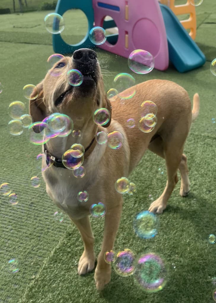 Dog training gallery image 4