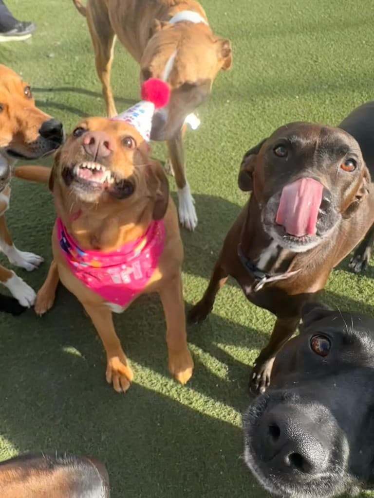Dog training gallery image 2