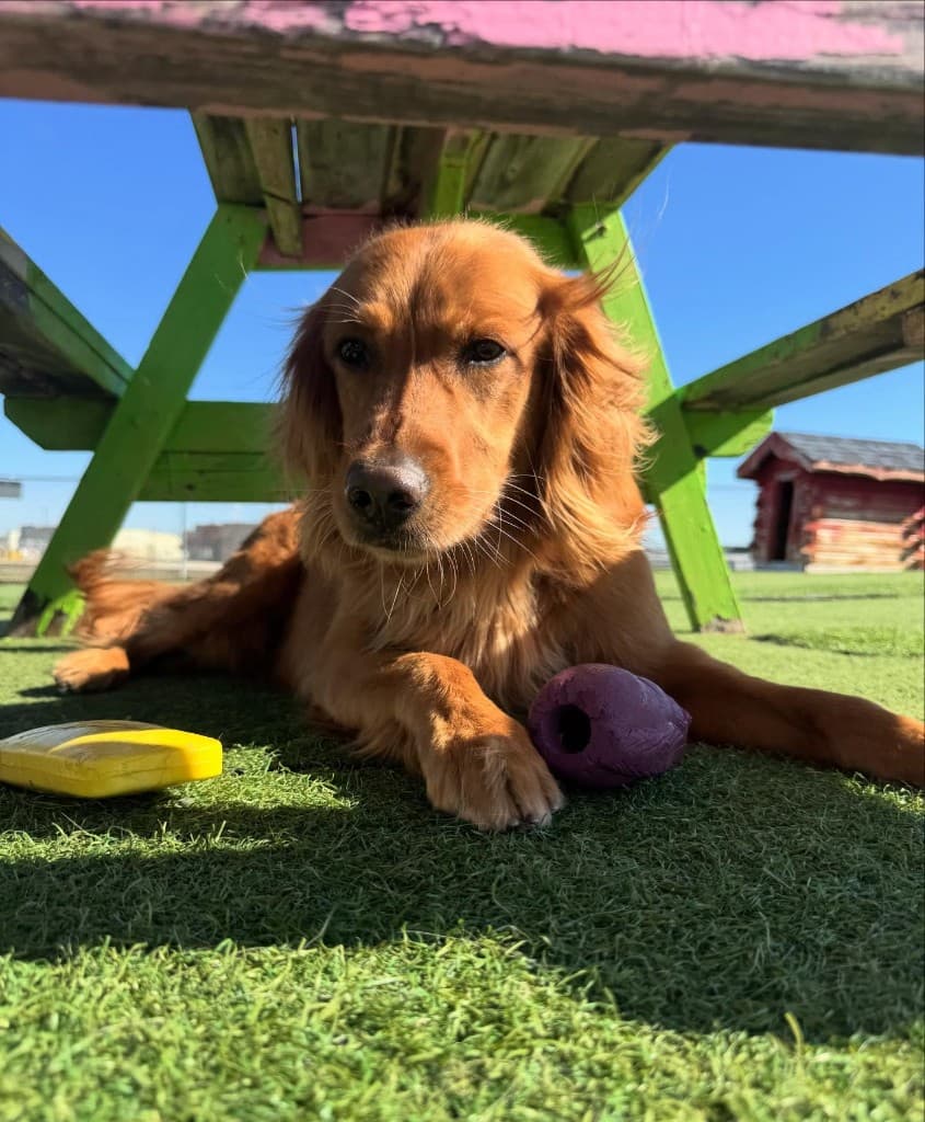 Dog training gallery image 7